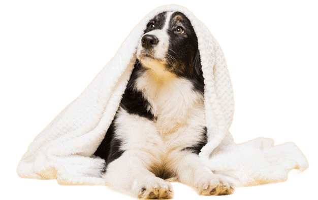 Dog wrapped in blanket