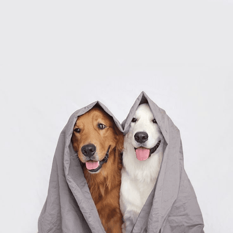 Two dogs under blanket