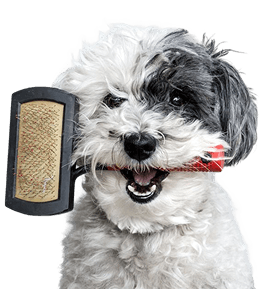 Small white dog with grooming tool