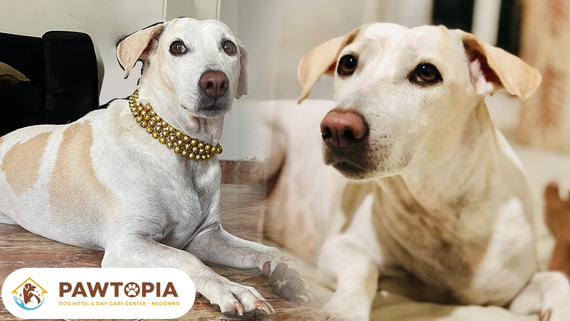 Sudu visited dog hotel today!!