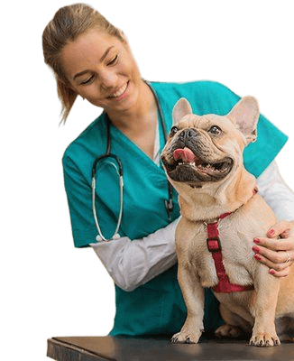 Veterinary care